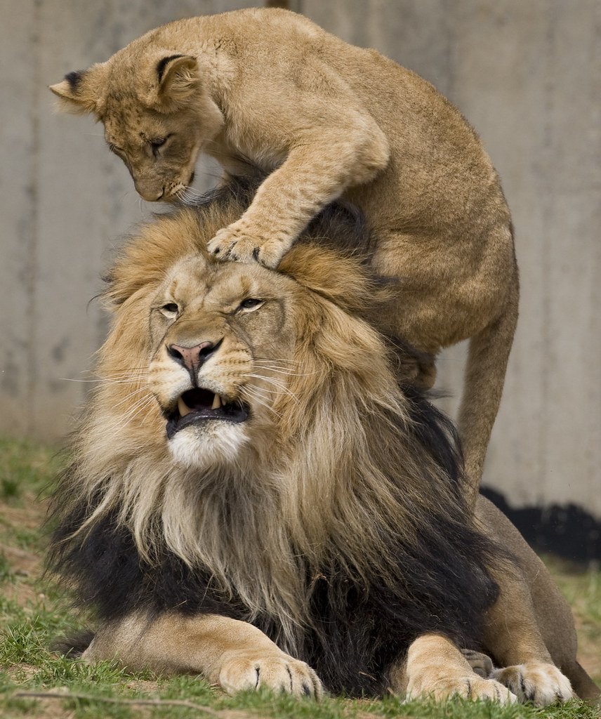 Львица на голове у Льва