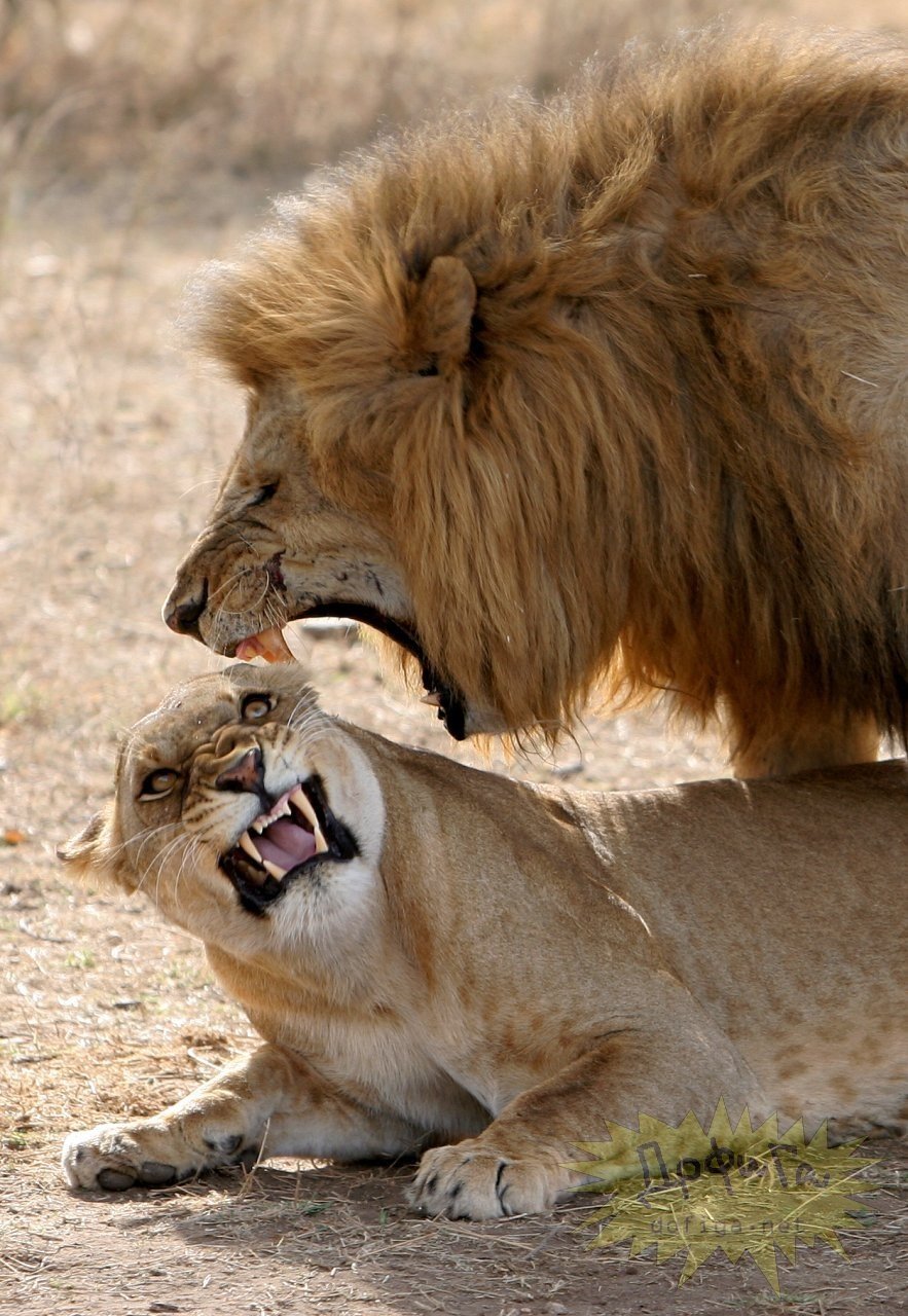 Львица рычит на Льва