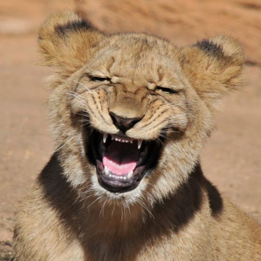 Смешная львица