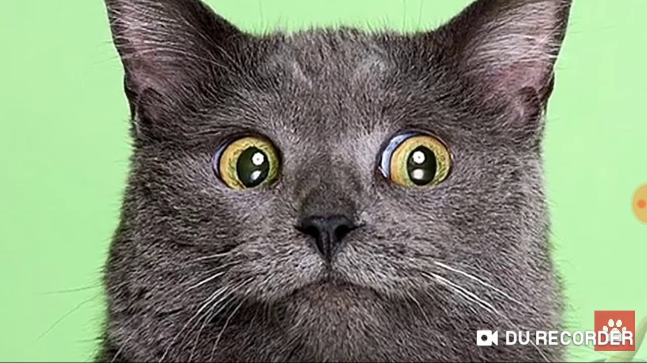 Кошка удивлена. Эмоции кошек. Кошачья морда. Удивленный кот. Серый кот улыбается.