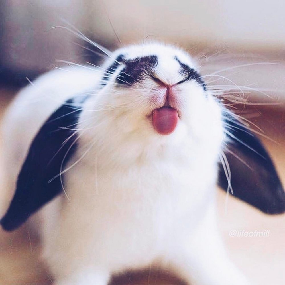 Кролик с высунутым языком