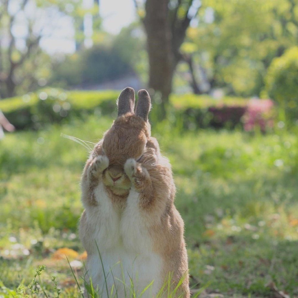 Радостный кролик