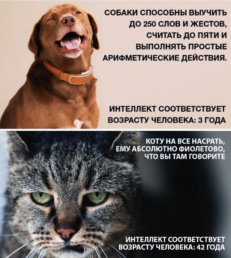 Различия кошек и собак
