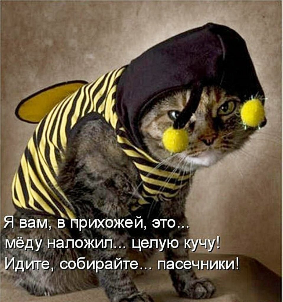 Кот в костюме пчелы мед