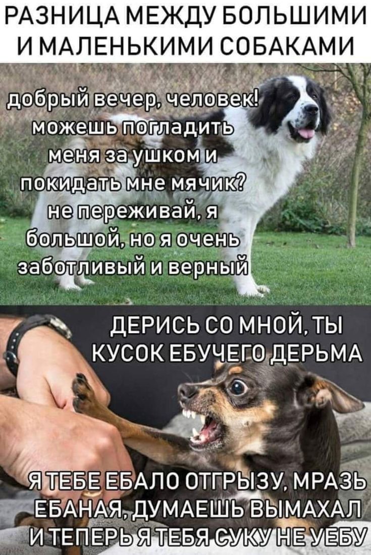 Мемы про больших и маленьких собак