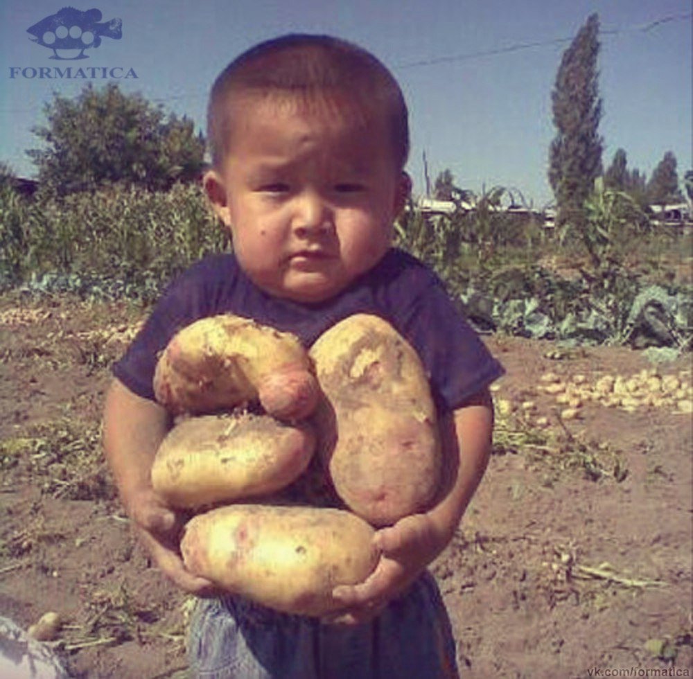 Дед с картошкой