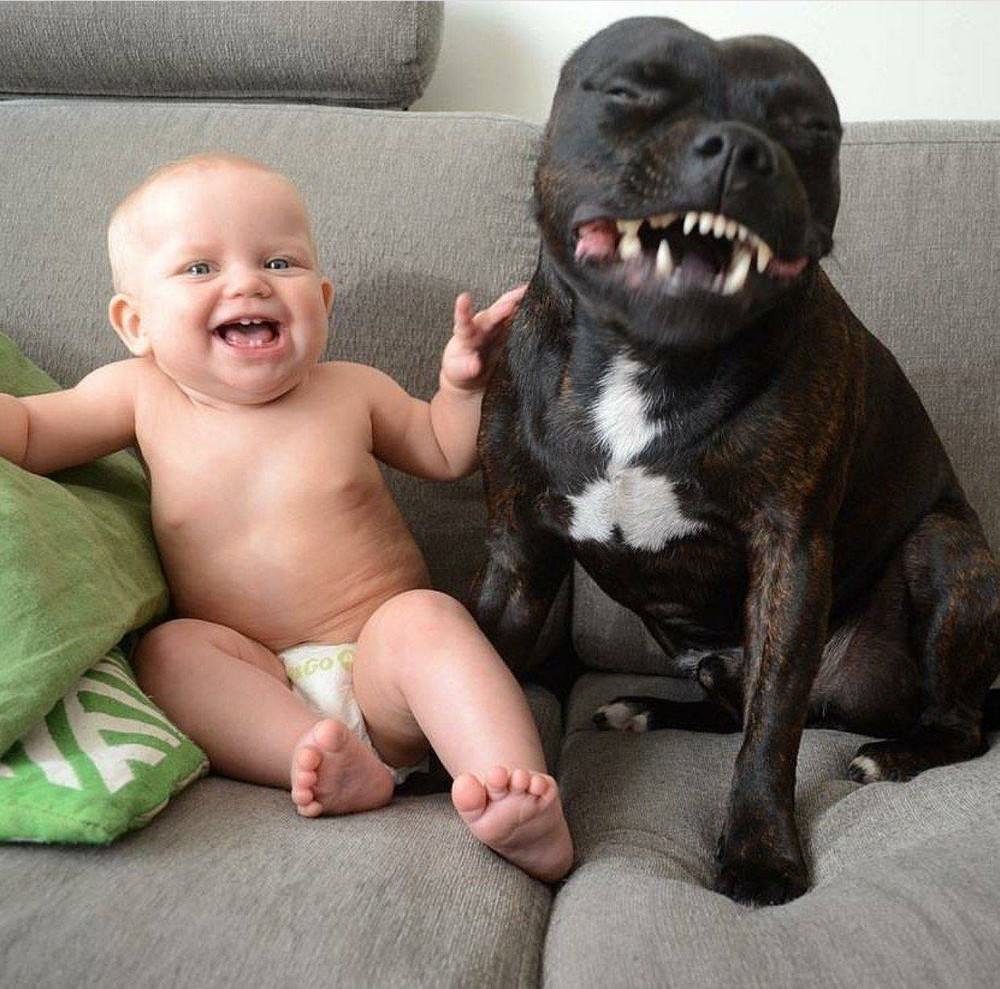 Дети и собаки смешное
