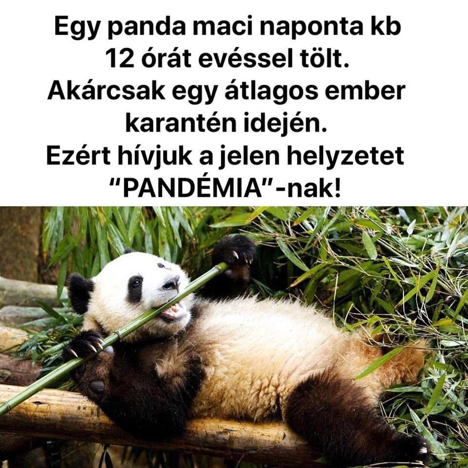 Анекдот про панду