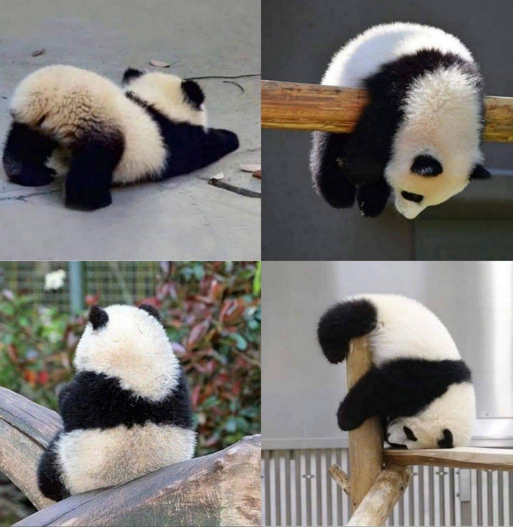 Панда просыпается
