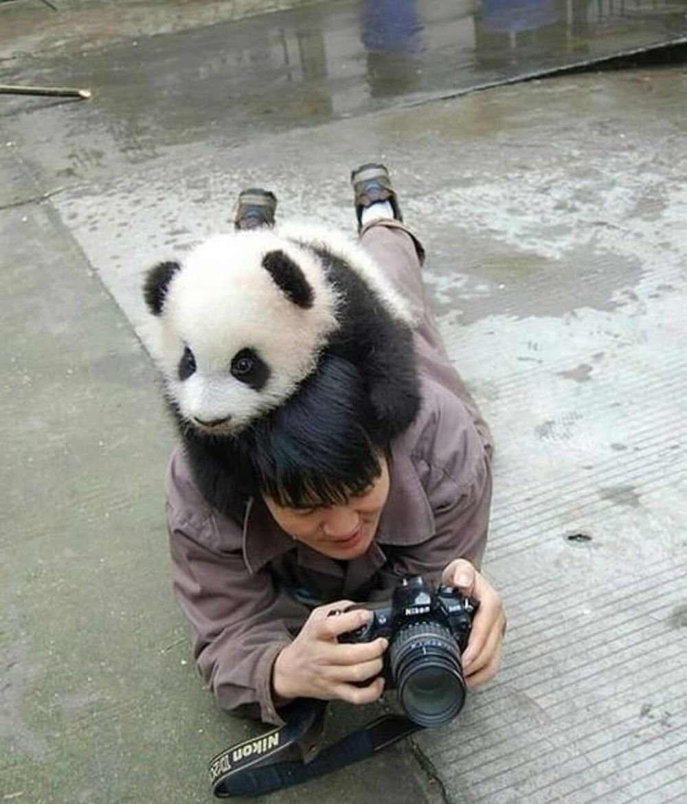 Панда и человек