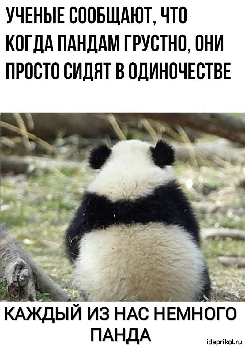 Панда обиделась