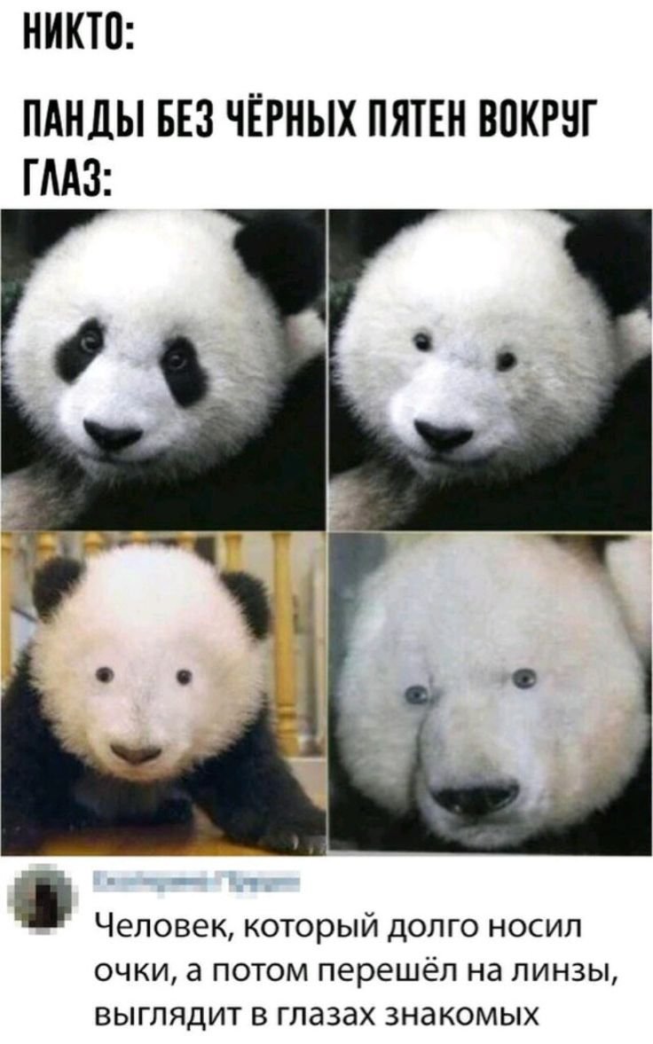 Панда без черных