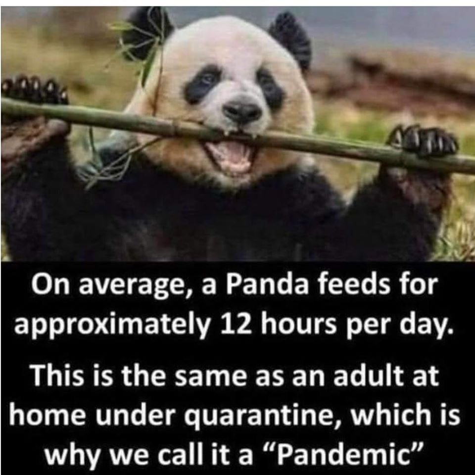 Панда ест 12 часов в день Пандемия