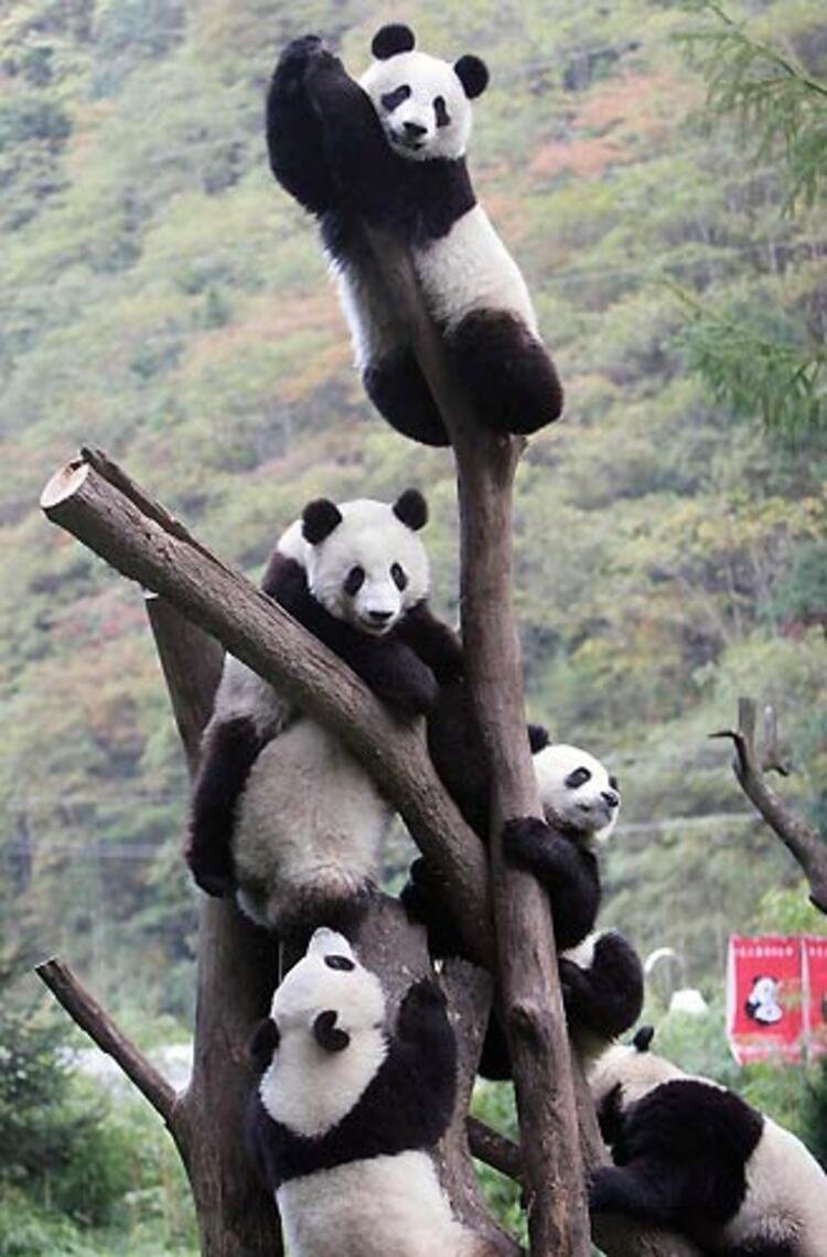 Панды на дереве
