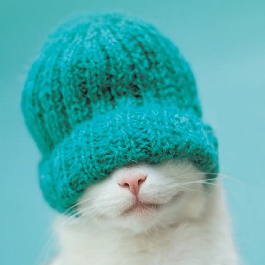 Котик в зимней шапке