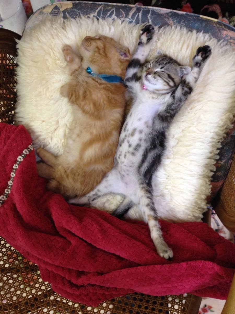 Спящие кот и кошка