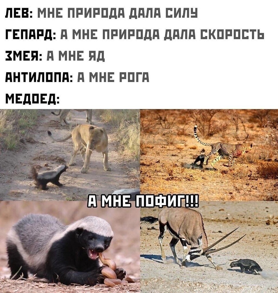 Мемы про животных