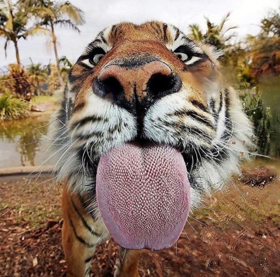 Радостный тигр