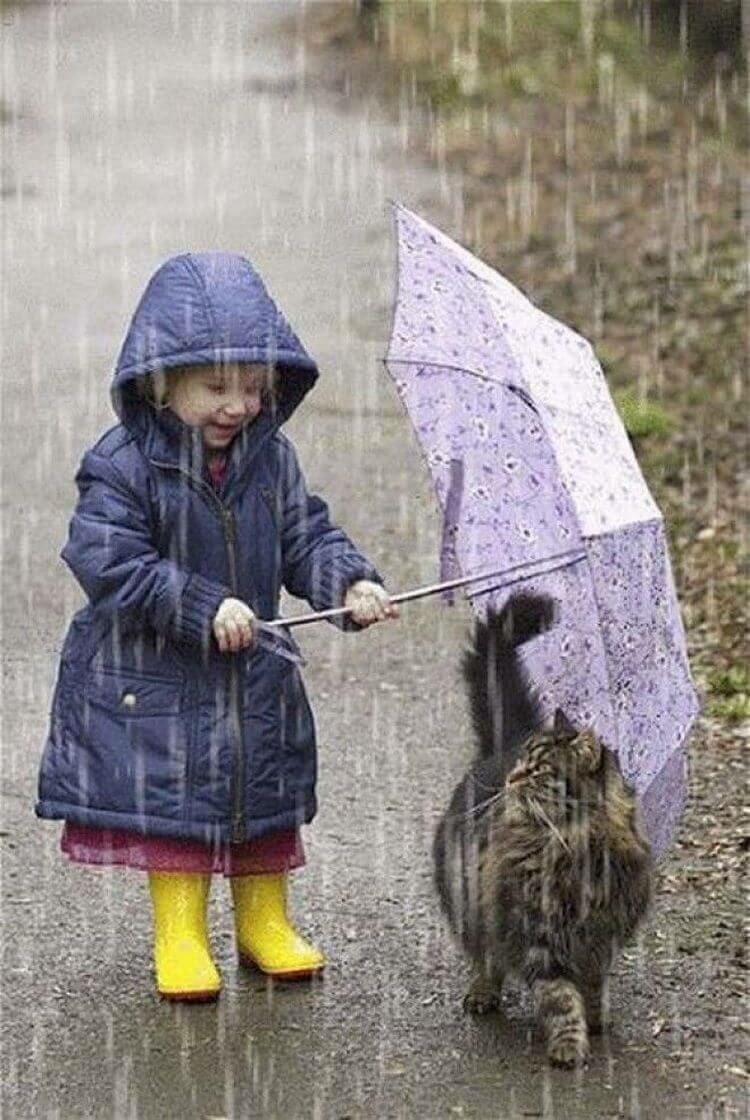 Дети и животные под дождем
