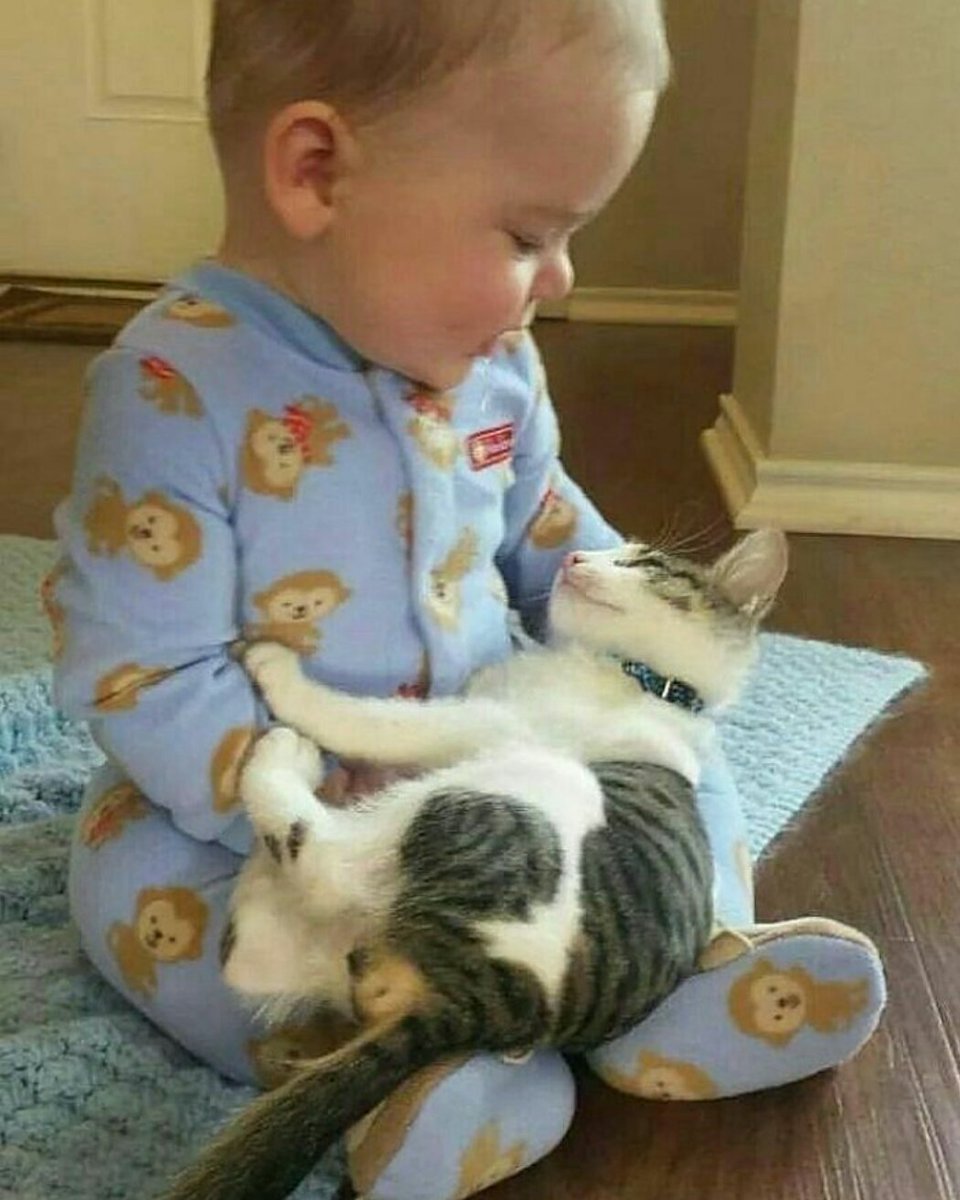 Маленькие дети и кошки