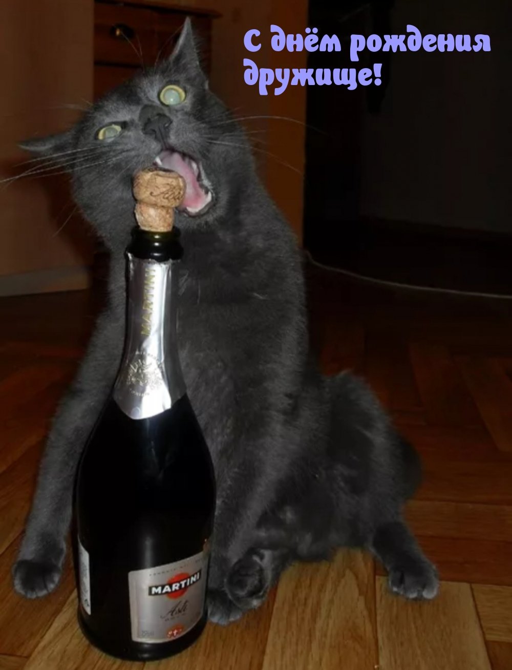 Котик с шампанским