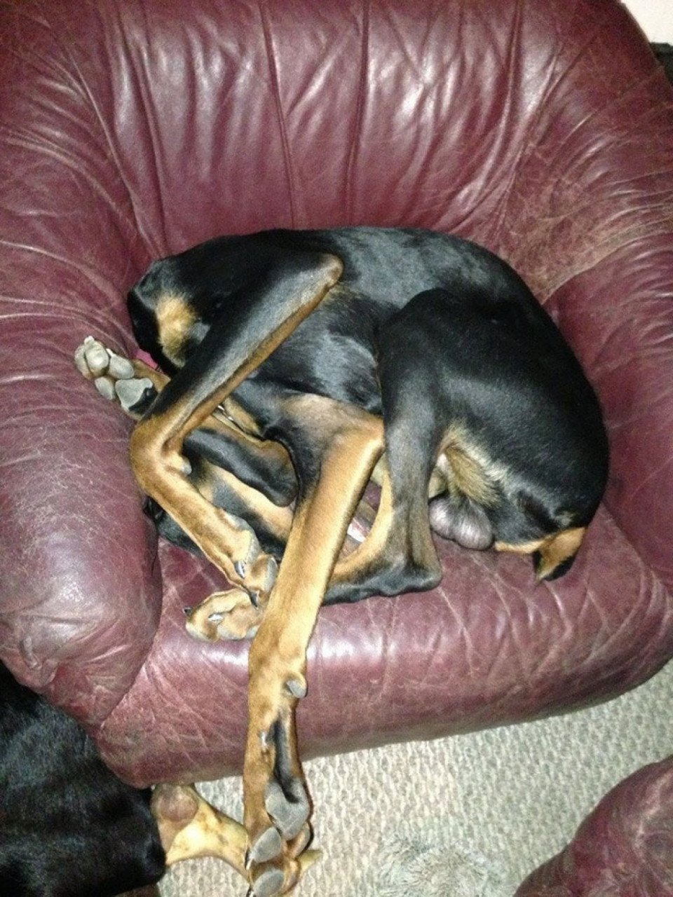 Собака спит в кресле
