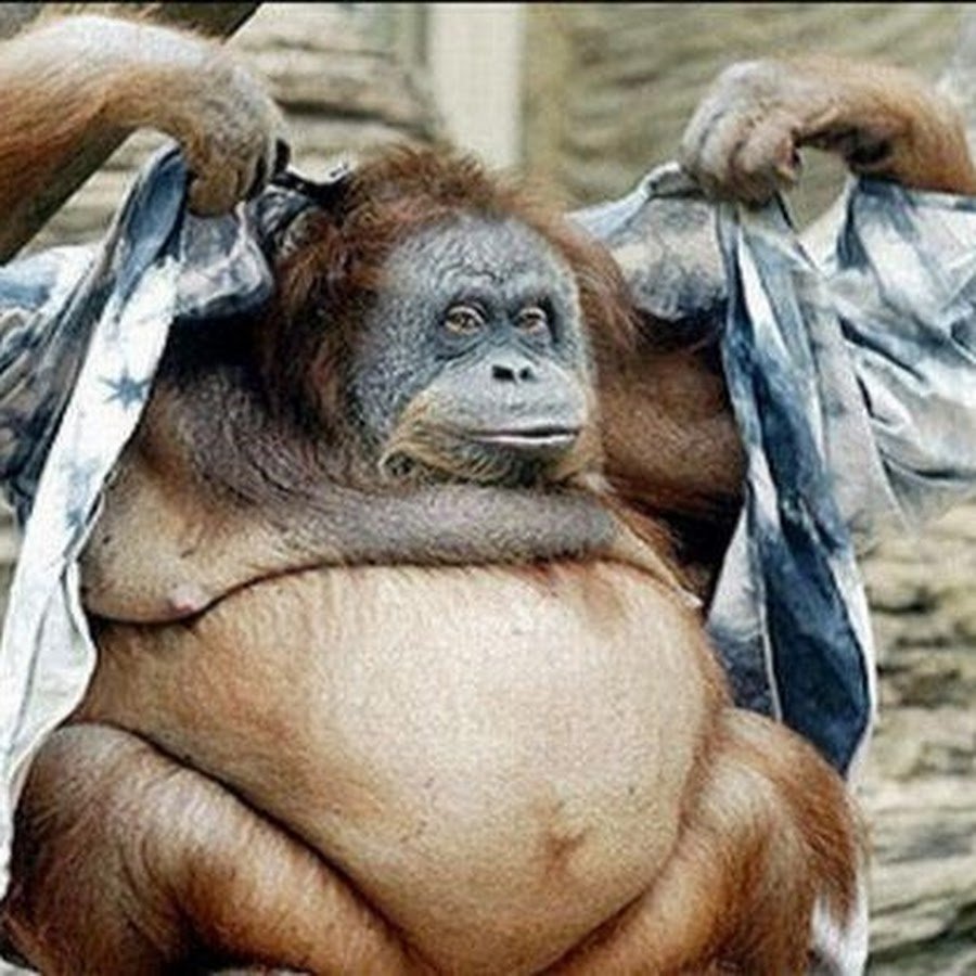 Смешные толстые обезьяны