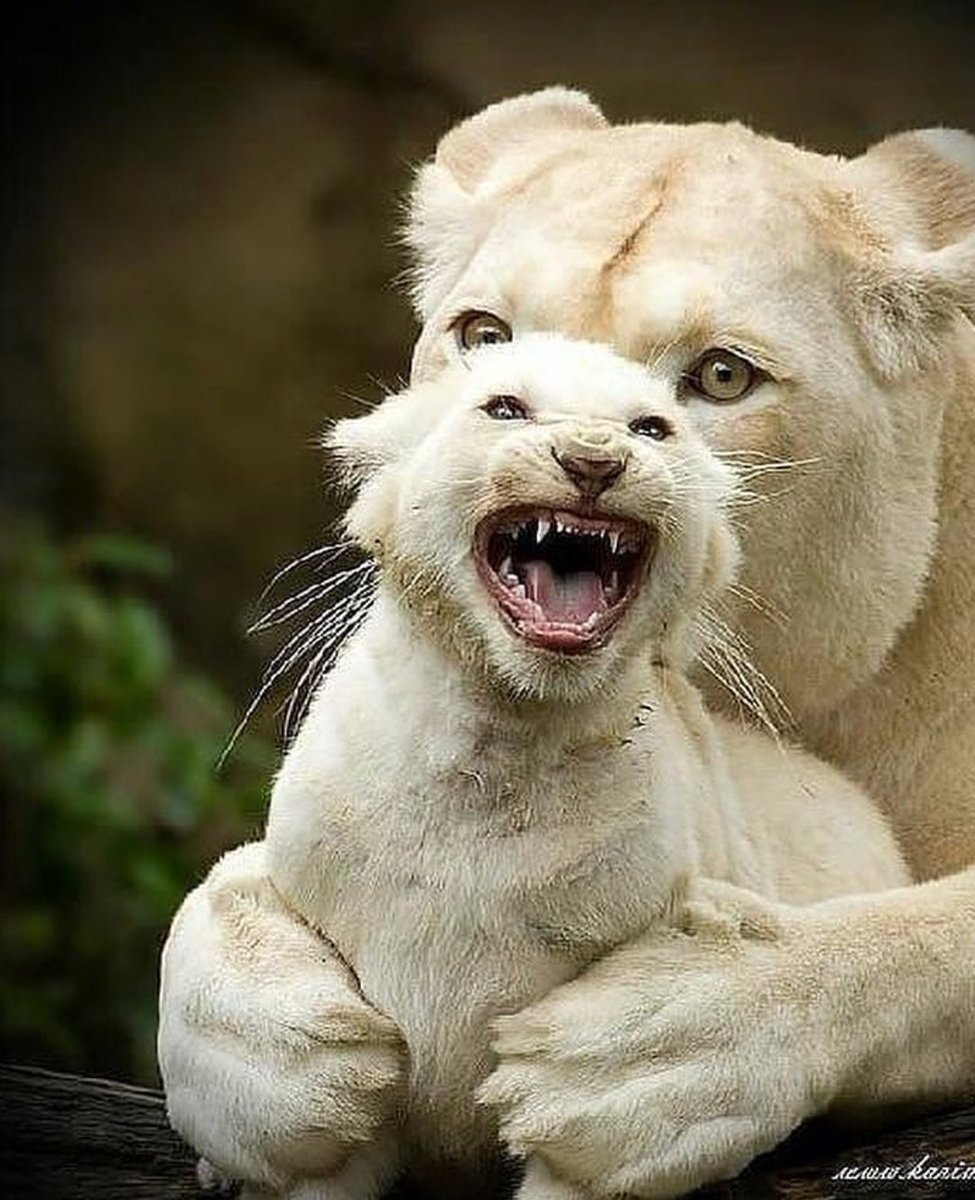Львица сидит на голове Льва