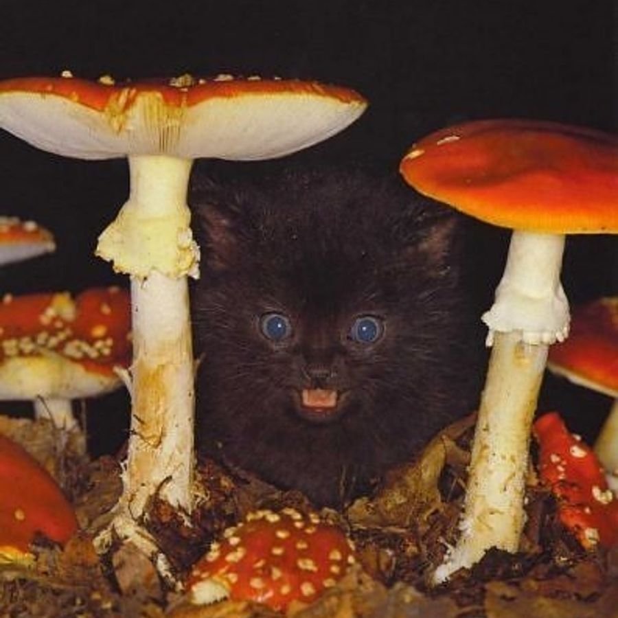 Котенок гриб