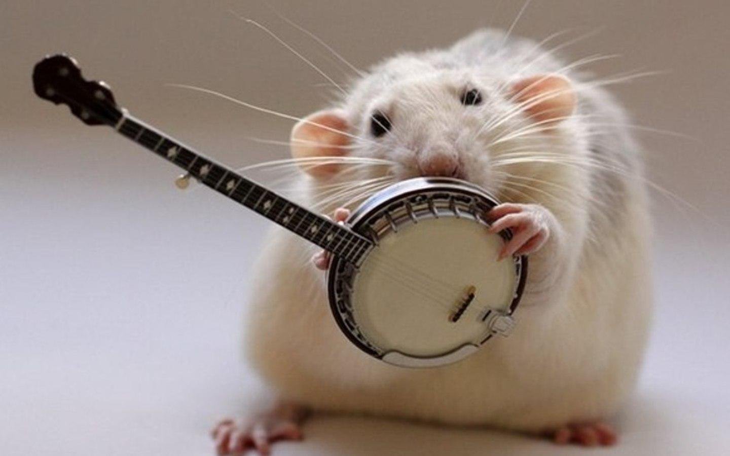 Картинки крысы смешные. Смешные мышки. Крысы с музыкальными инструментами. Мышка с музыкальным инструментом. Забавные крысы.