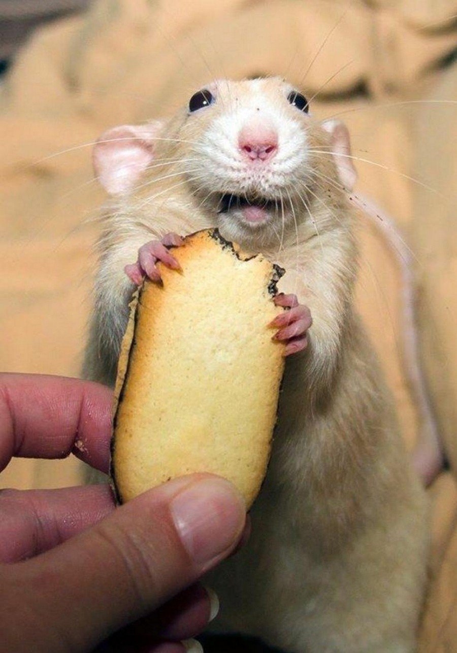 Крыса улыбается