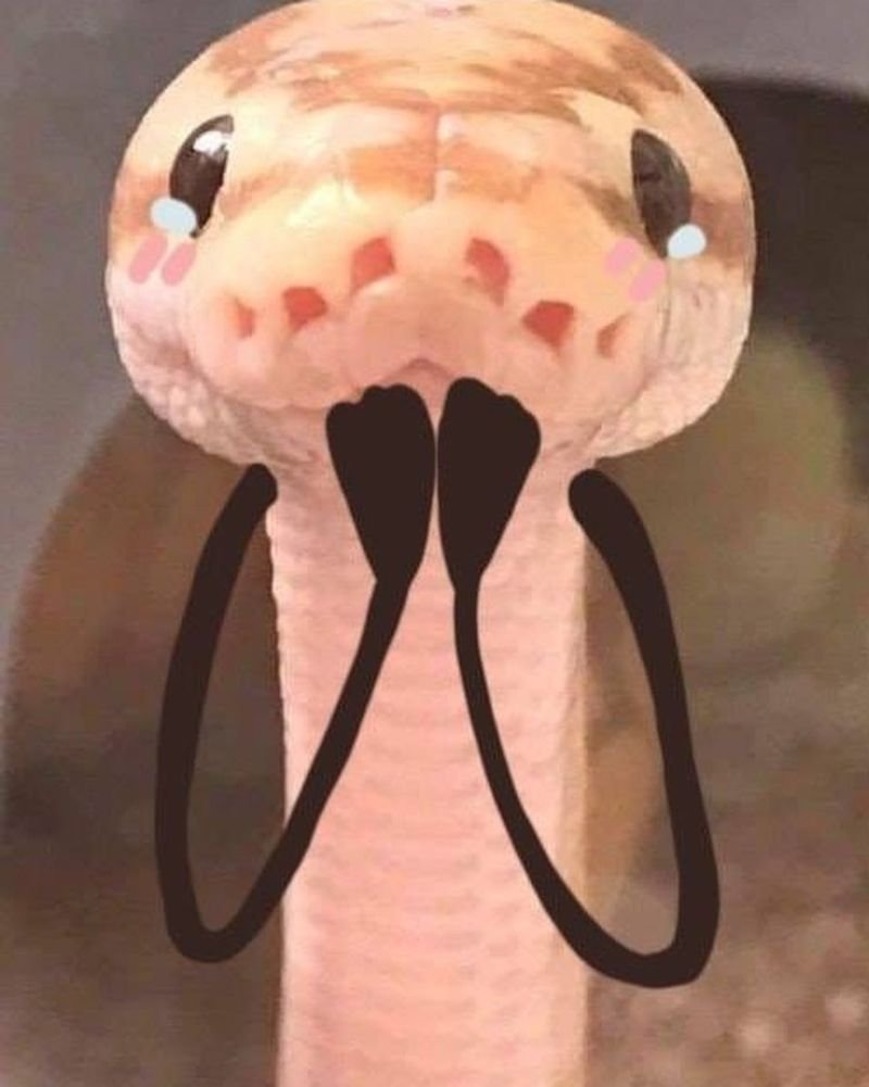 Змея Мем