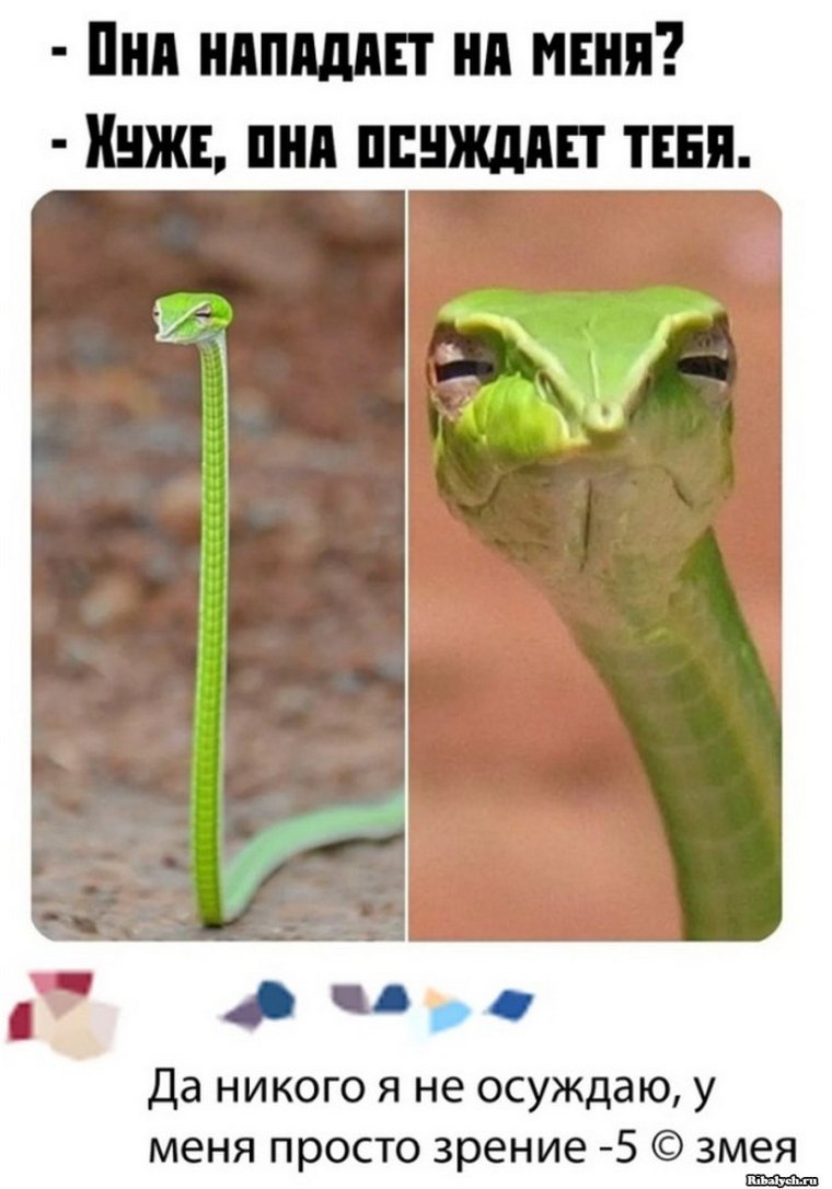 Мемы со змеями