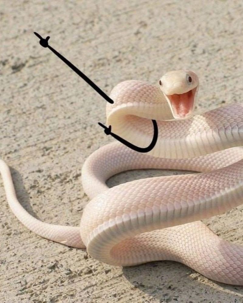 Забавные змеи