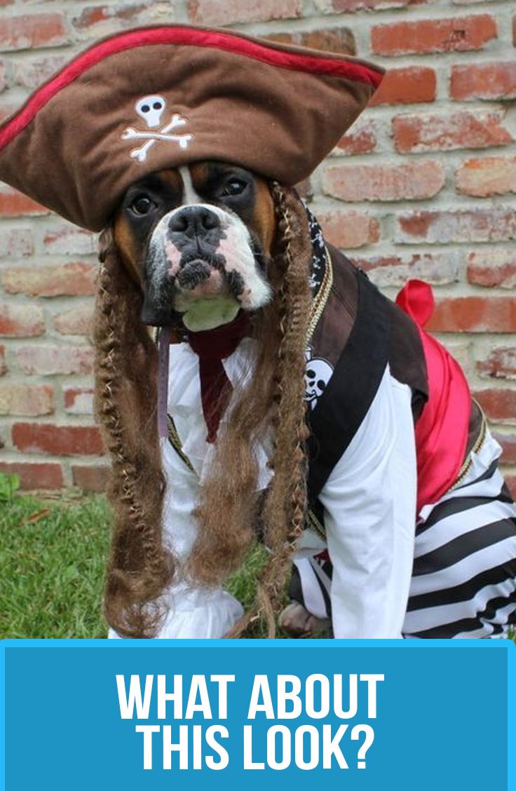 Костюм пирата для собаки