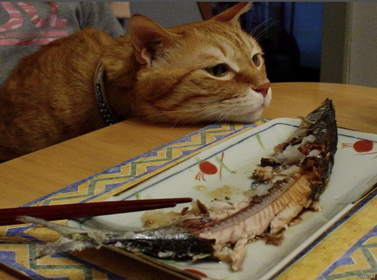 Бывает и голодный. Котик с едой. Кот с рыбой. Обожравшийся кот. Кот ест рыбу.