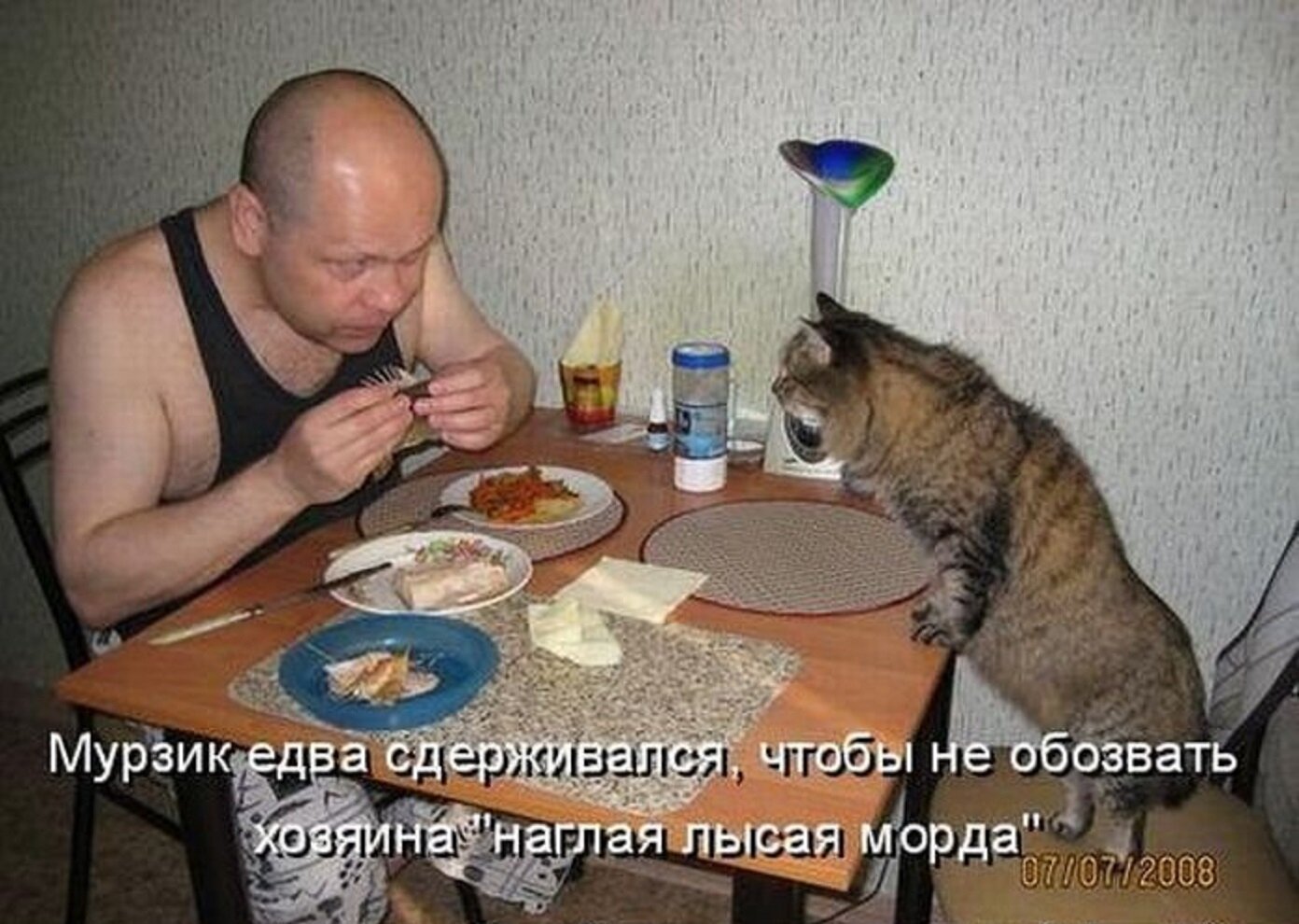 Коты забывают хозяев. Идем кушать. Прикольные фото с текстом. Хозяин прикол. Смешные картинки обожрался.