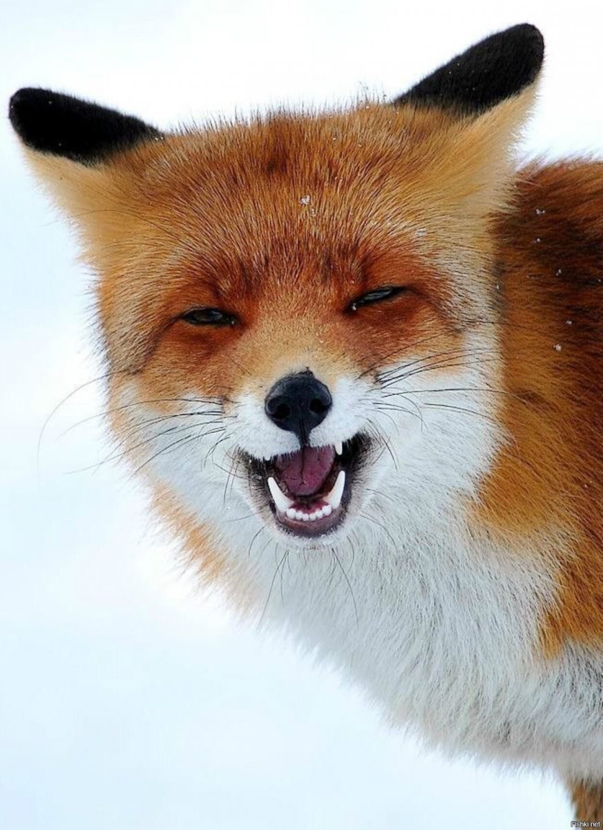 Смешные лисы