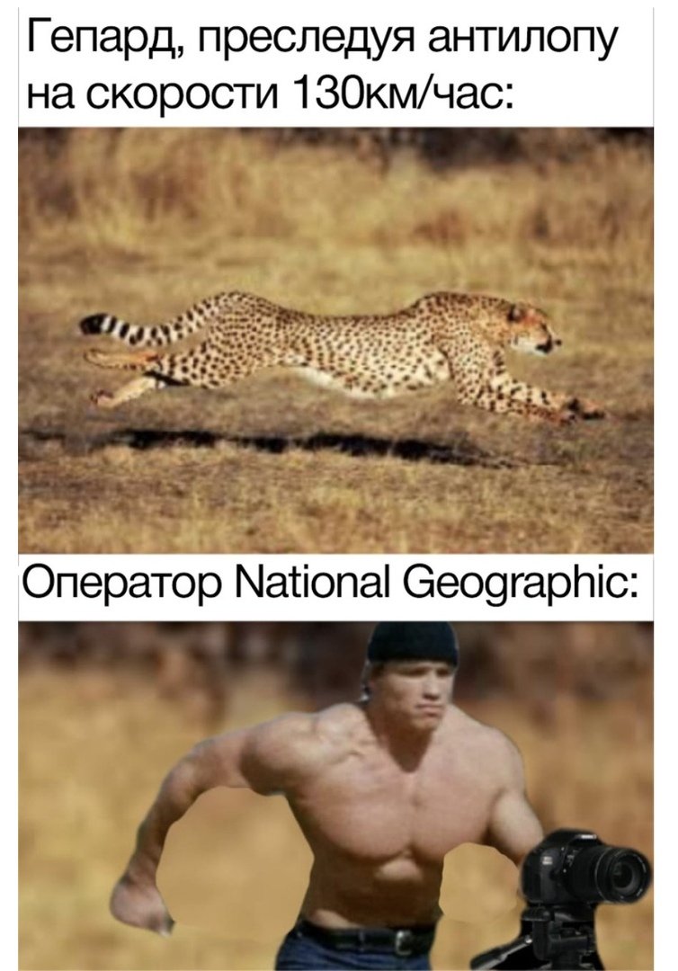 Гепард мемы