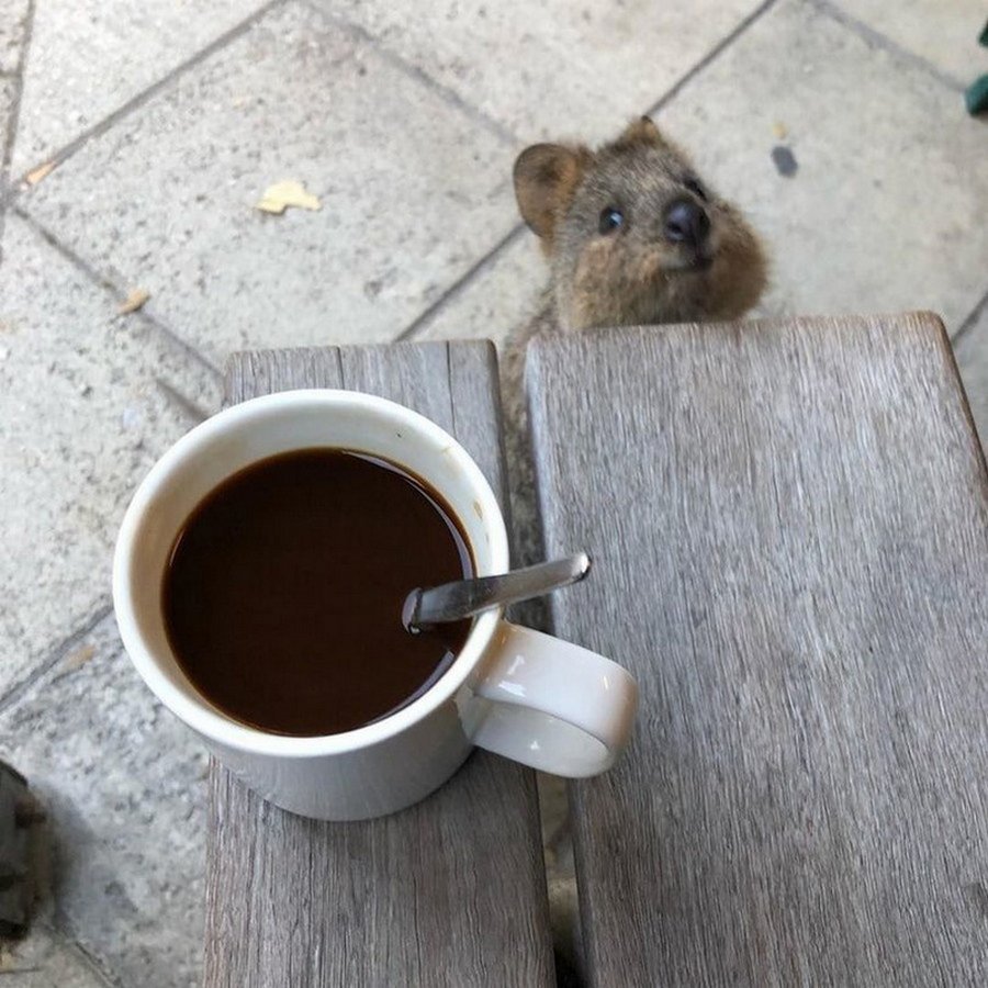 Кофе и животные