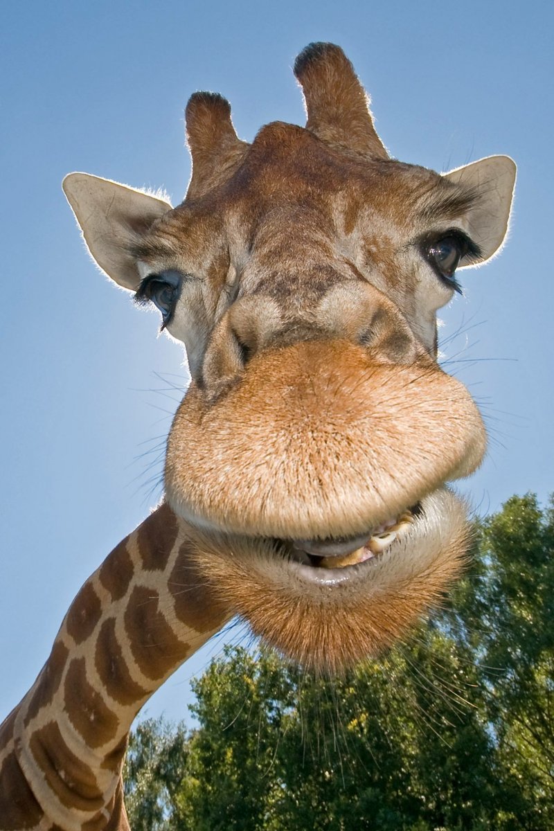 Жираф улыбается