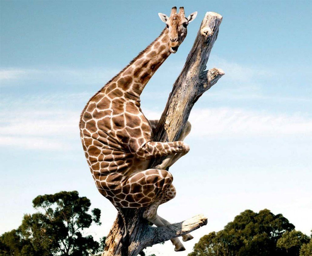 Жираф на дереве