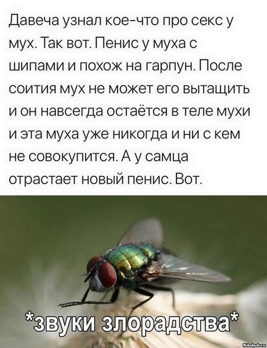 Смешной анекдот про муху