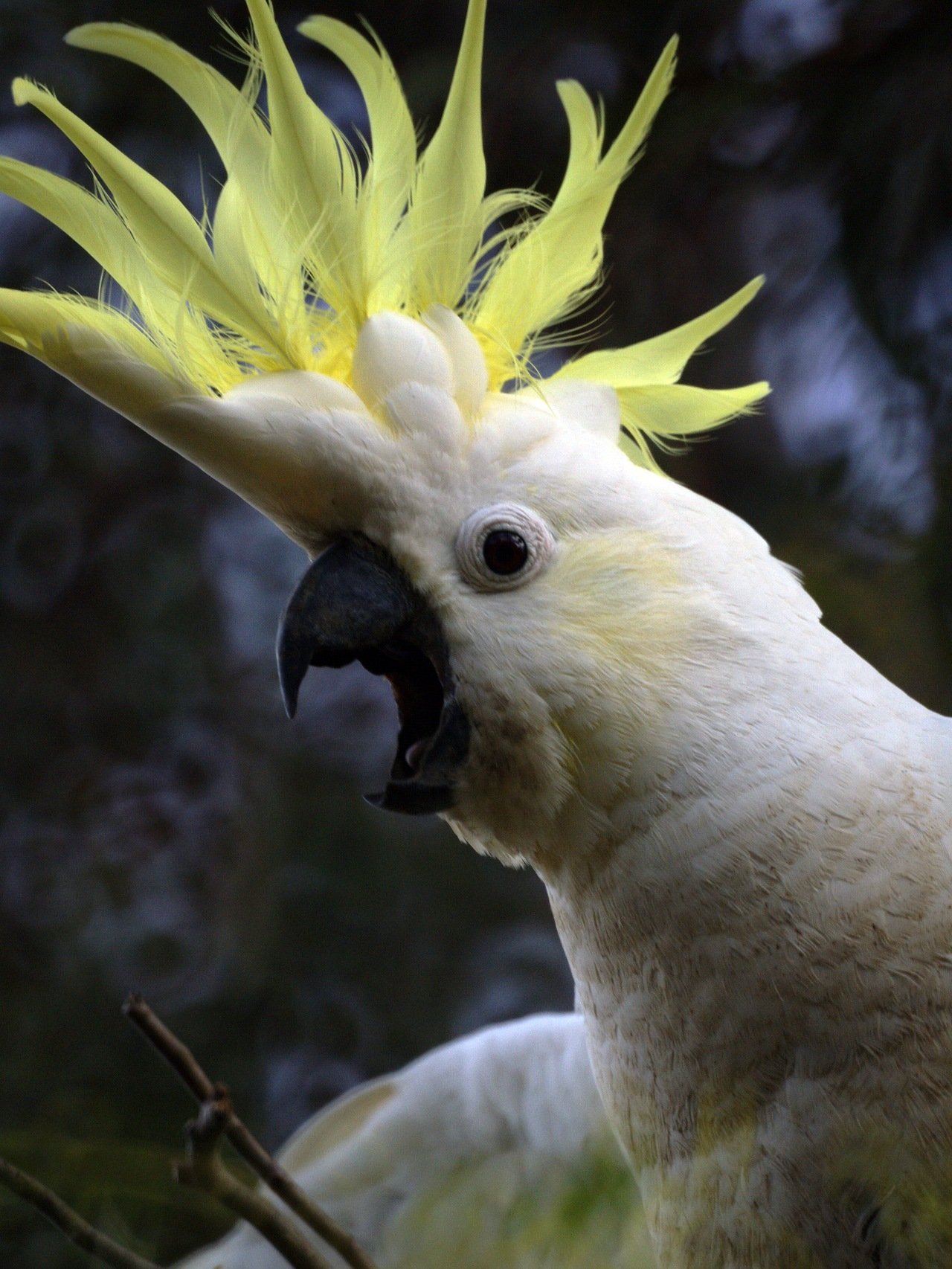 Забавная какаду. Попугай Какаду. Попугай большой желтохохлый Какаду. Белый желтохохлый Какаду. Белый попугай Какаду.