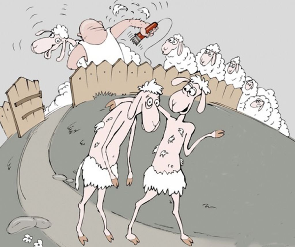 Стрижка овец карикатура