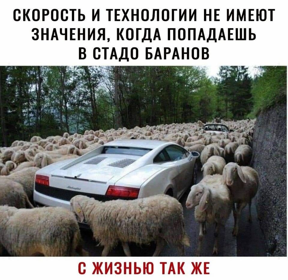 Мемы про стадо Баранов