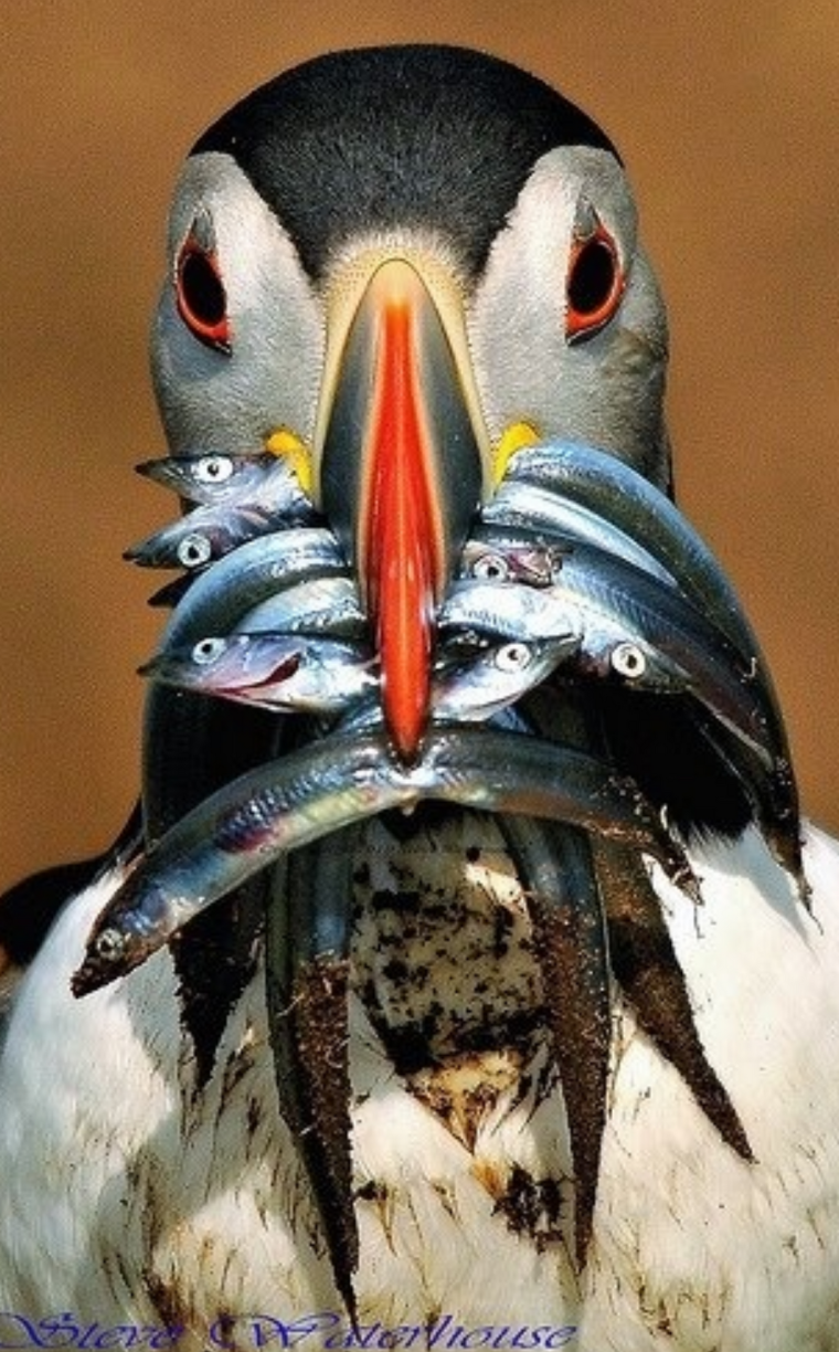 Пингвин ест рыбу