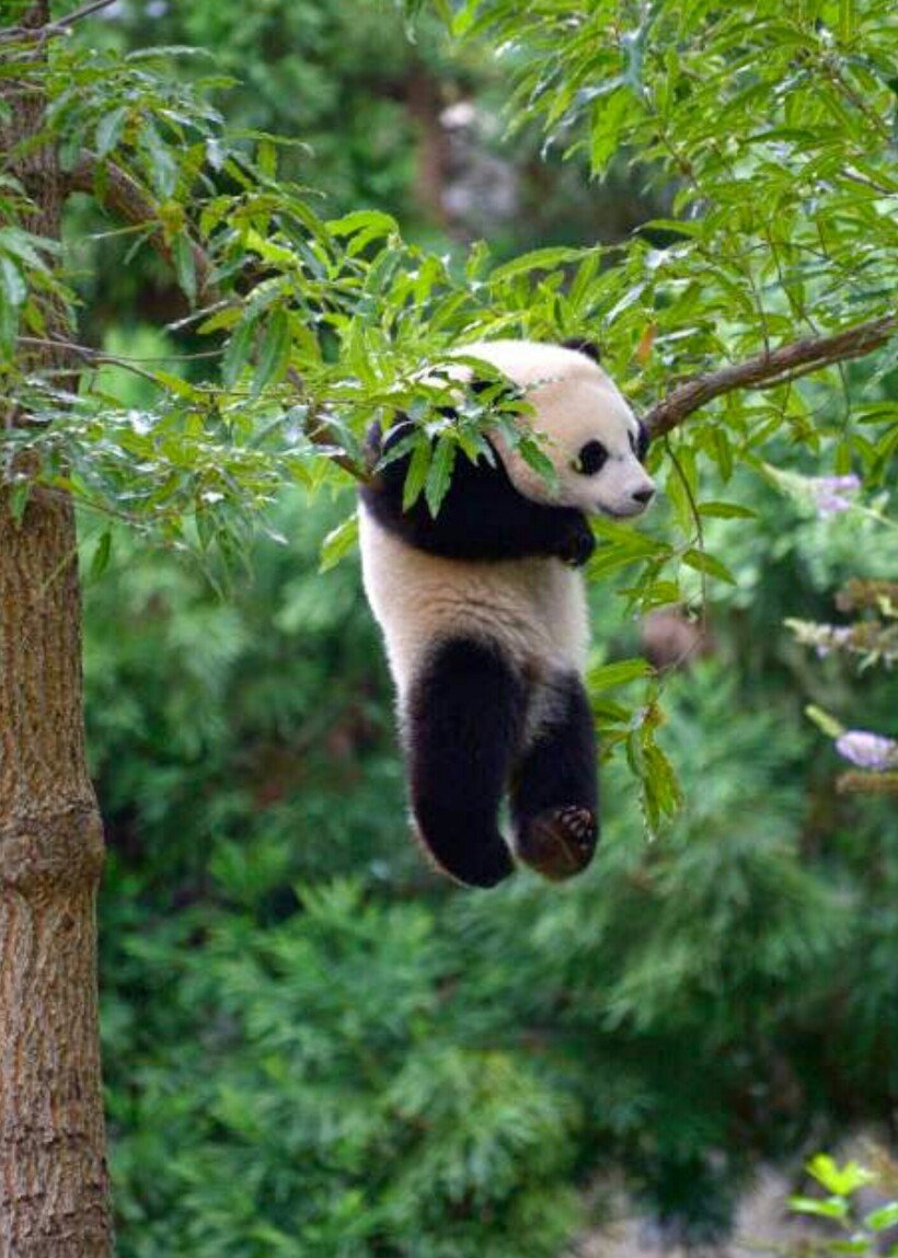 Маленькая Панда