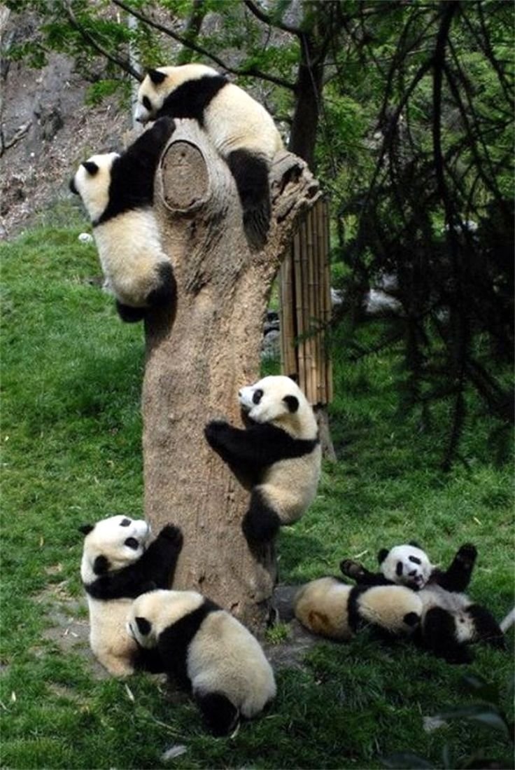 Семья панд