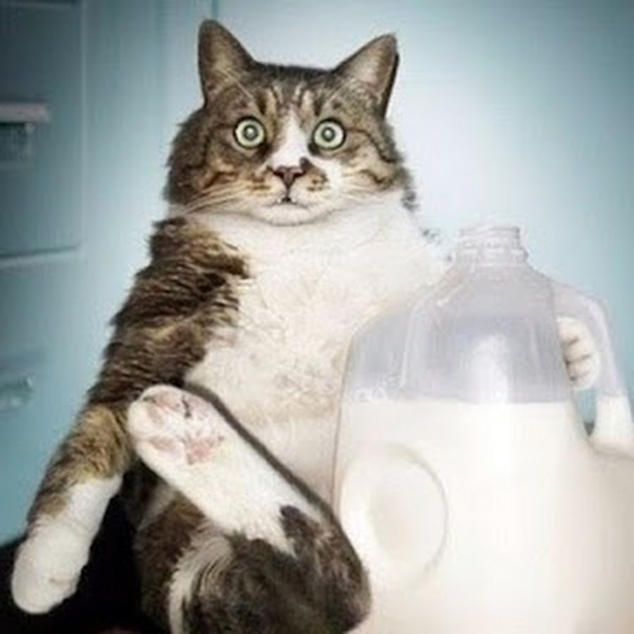 Толстый кот и молоко